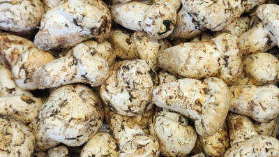 자연산 송이버섯 팝니다